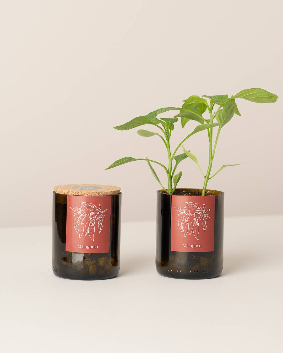Jardin en Demi Bouteille - Piments