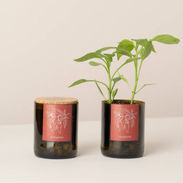 Jardin en Demi Bouteille - Piments