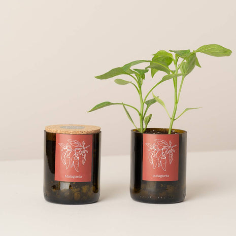 Jardin en Demi Bouteille - Piments