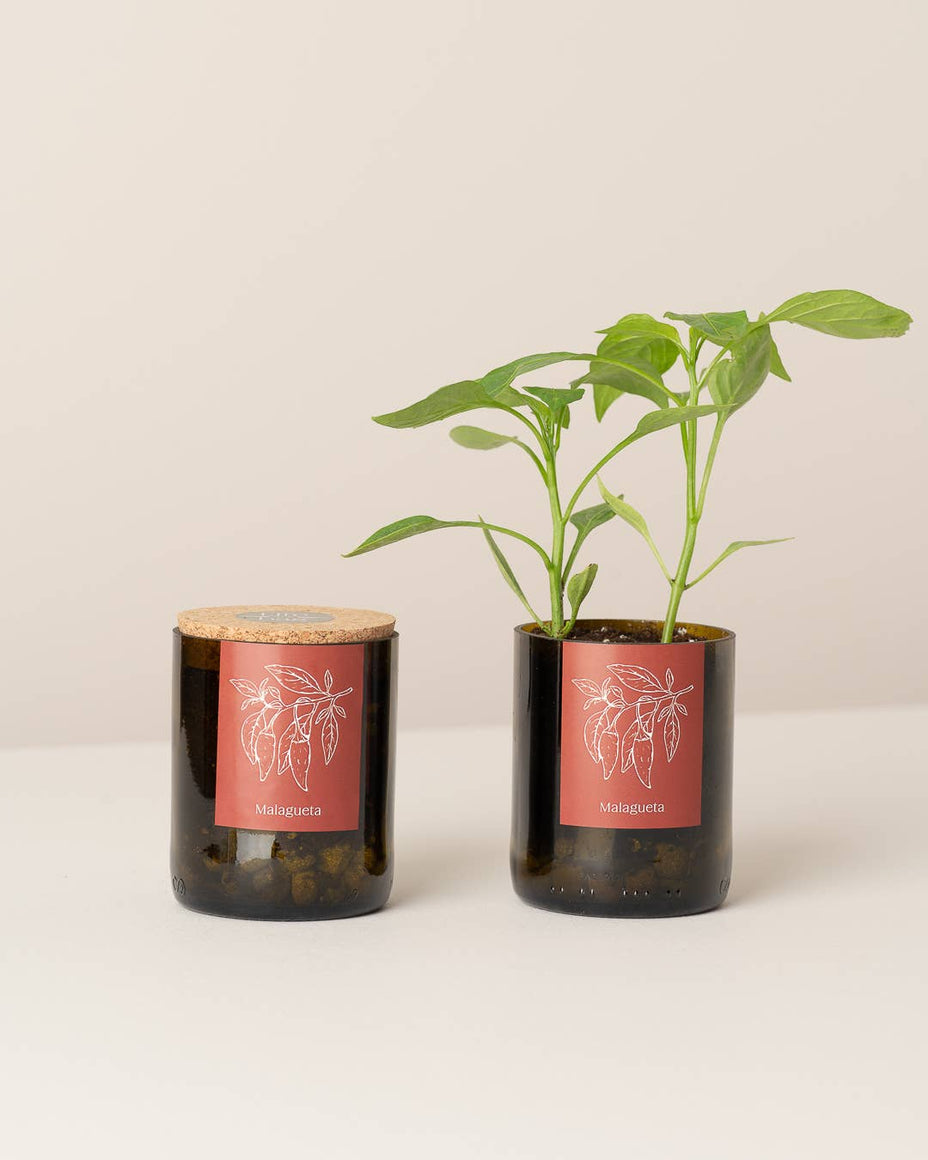 Jardin en Demi Bouteille - Piments