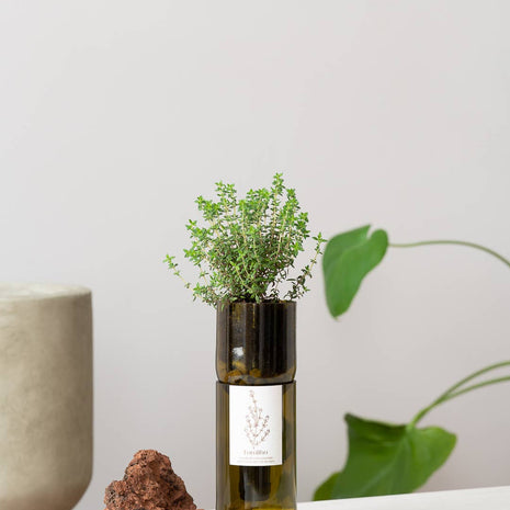 Jardin en Bouteille - Thym