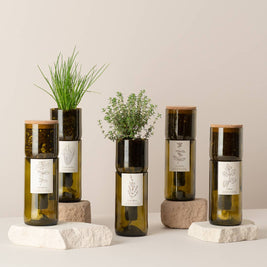 Jardin en Bouteille - Ciboulette