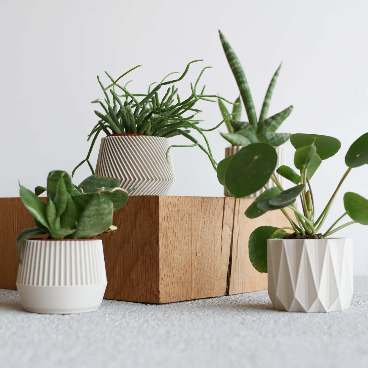 Mini plante cactus ou succulente