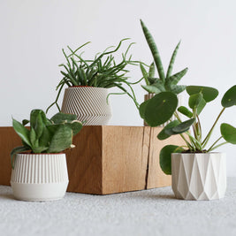 Mini plante cactus ou succulente