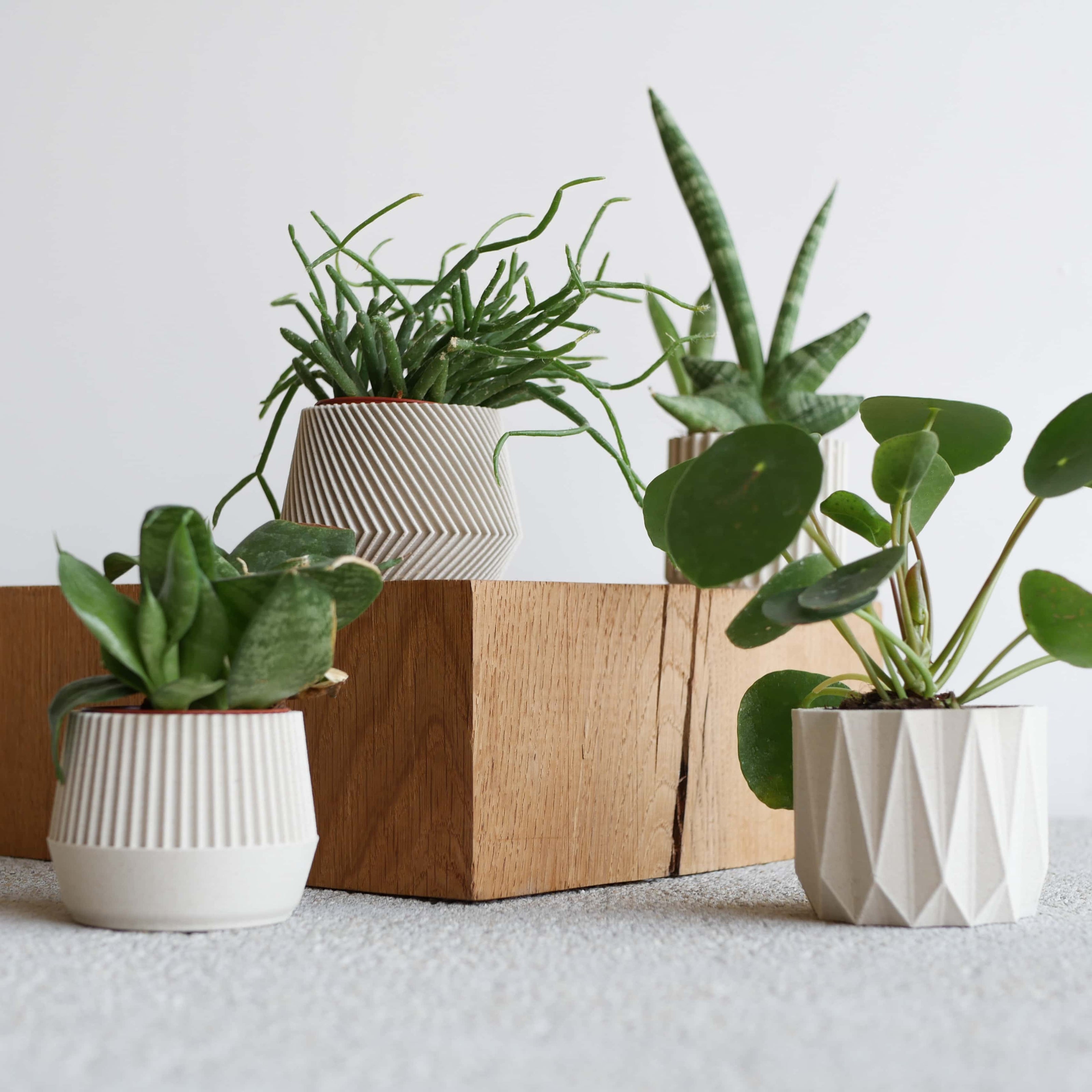 Mini plante cactus ou succulente
