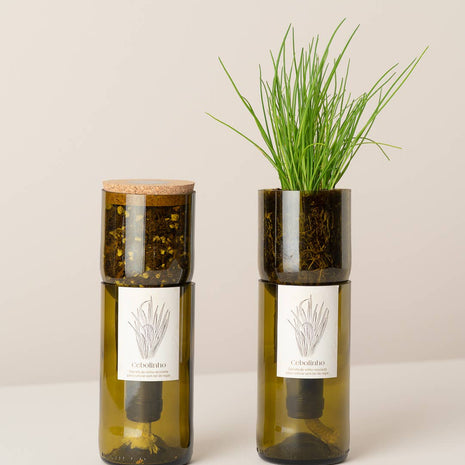 Jardin en Bouteille - Ciboulette