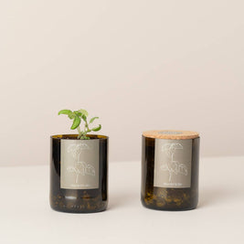 Jardin en Demi Bouteille - Basilic