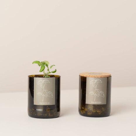 Jardin en Demi Bouteille - Basilic