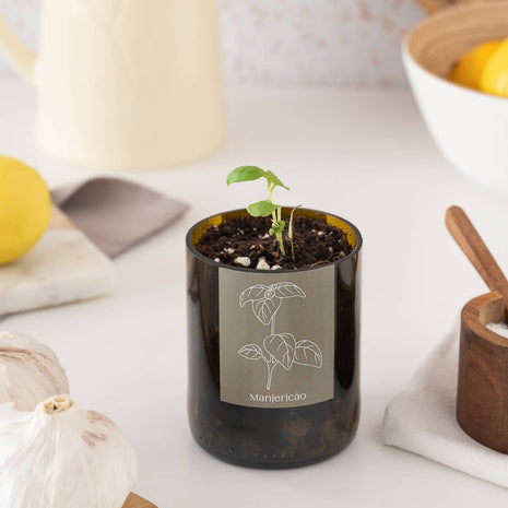 Jardin en Demi Bouteille - Basilic