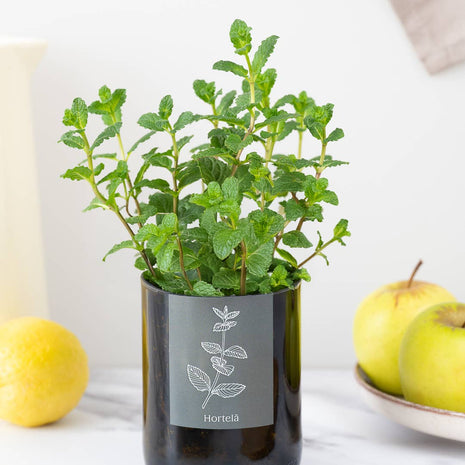 Jardin en Demi Bouteille - Menthe