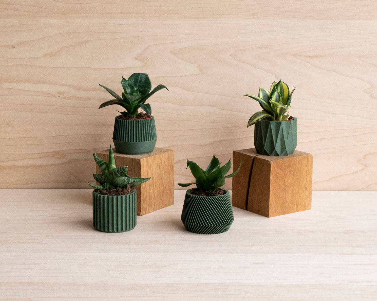 Mini plante cactus ou succulente
