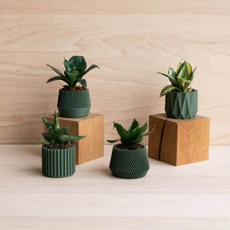 Mini plante cactus ou succulente