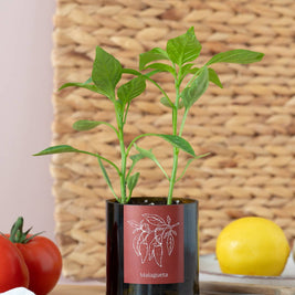 Jardin en Demi Bouteille - Piments
