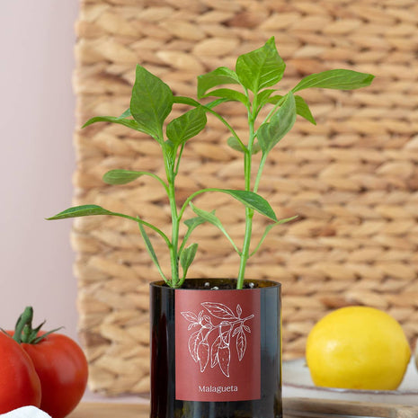 Jardin en Demi Bouteille - Piments