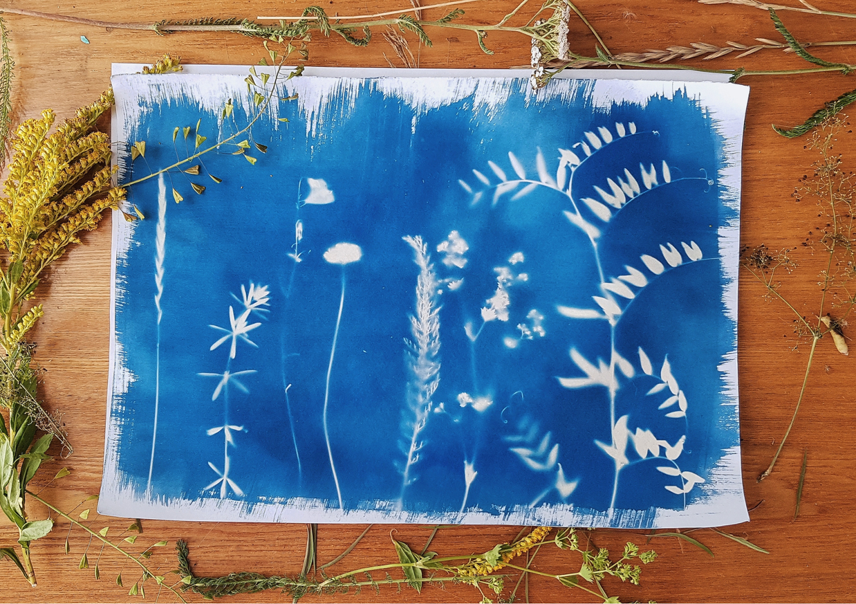 Atelier découvrir le cyanotype sur papier