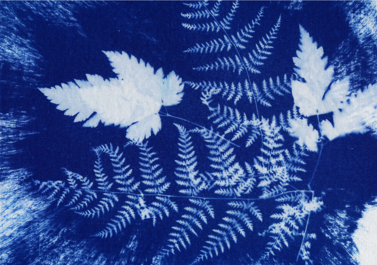 Atelier découvrir le cyanotype sur papier
