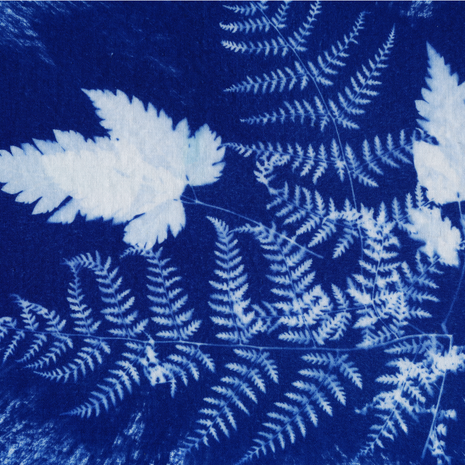 Atelier découvrir le cyanotype sur papier