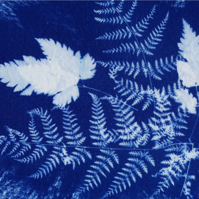 Atelier découvrir le cyanotype sur papier