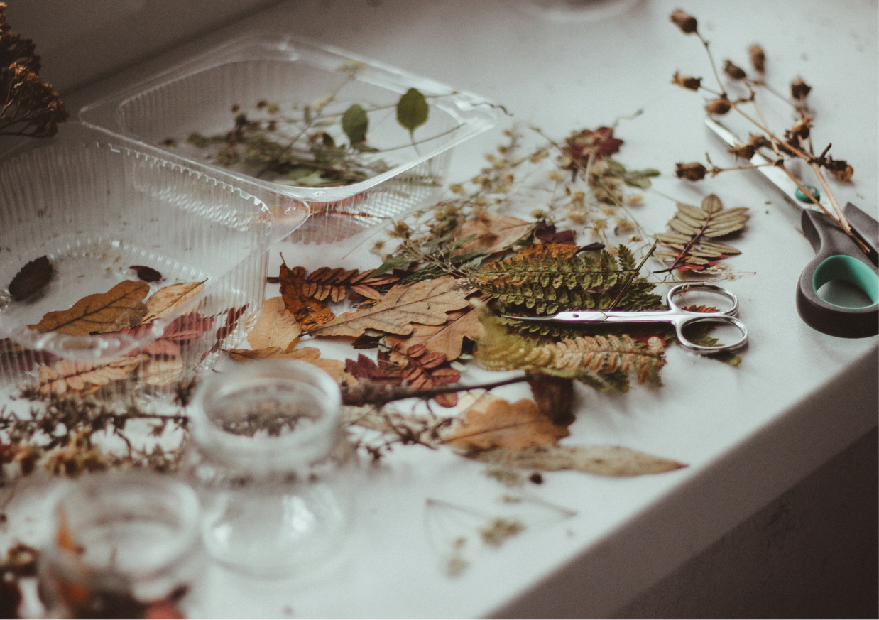 Atelier découvrir le cyanotype sur papier