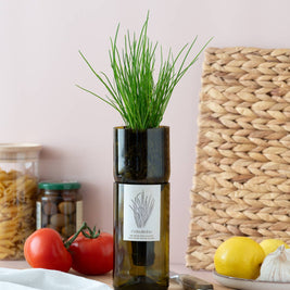 Jardin en Bouteille - Ciboulette