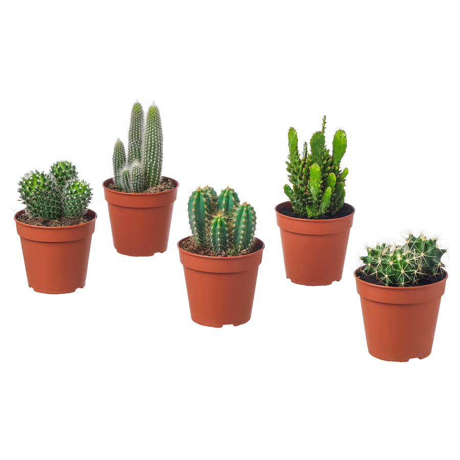 Mini plante cactus ou succulente