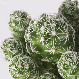 Mini plante cactus ou succulente