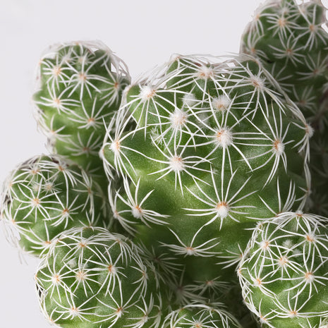 Mini plante cactus ou succulente