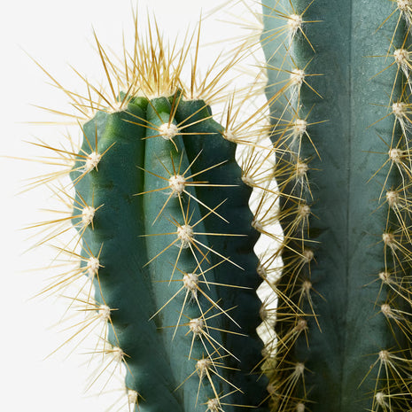 Mini plante cactus ou succulente