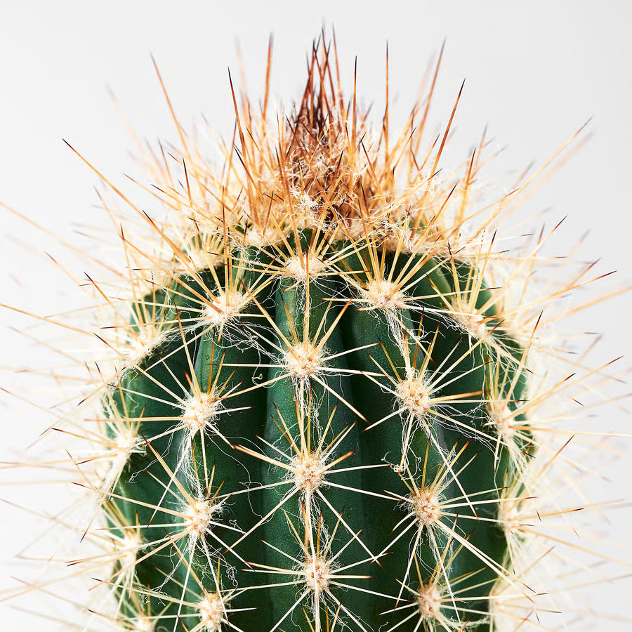 Mini plante cactus ou succulente