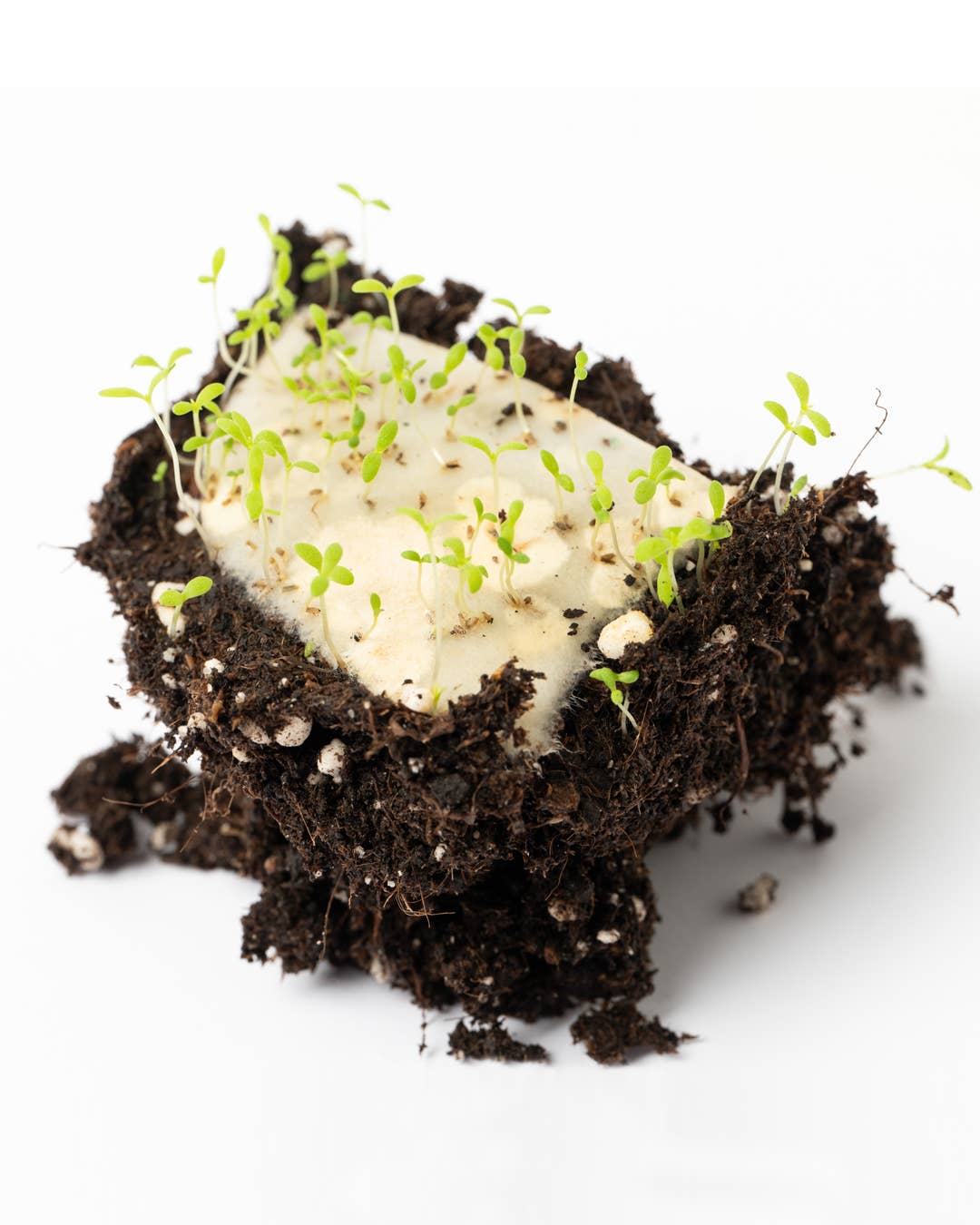 Marque-page plantable en germination dans la terre avec jeunes pousses - Life in a Bag