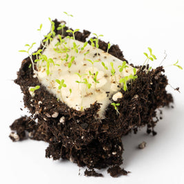 Marque-page plantable en germination dans la terre avec jeunes pousses - Life in a Bag