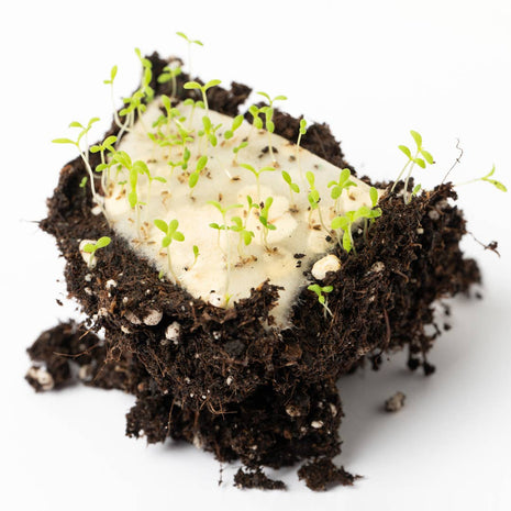Marque-page plantable en germination dans la terre avec jeunes pousses - Life in a Bag