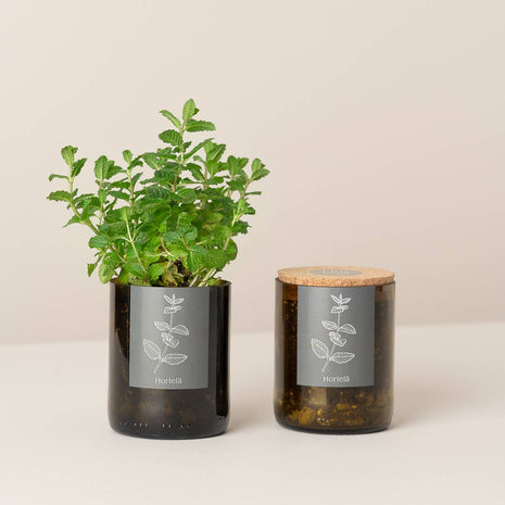 Jardin en Demi Bouteille - Menthe