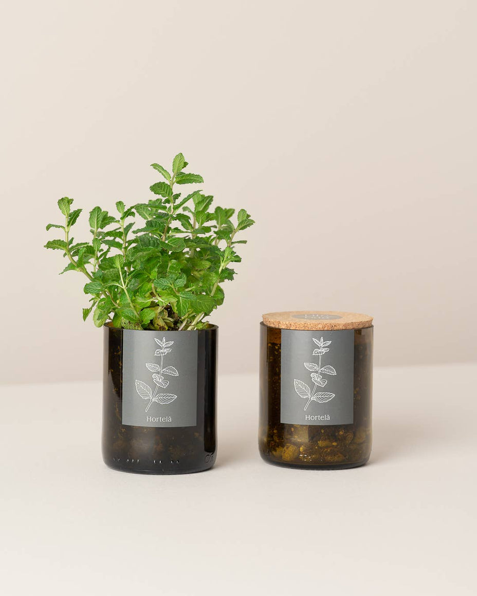 Jardin en Demi Bouteille - Menthe