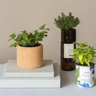 Gamme de jardins Life in a Bag avec différentes herbes aromatiques en pot