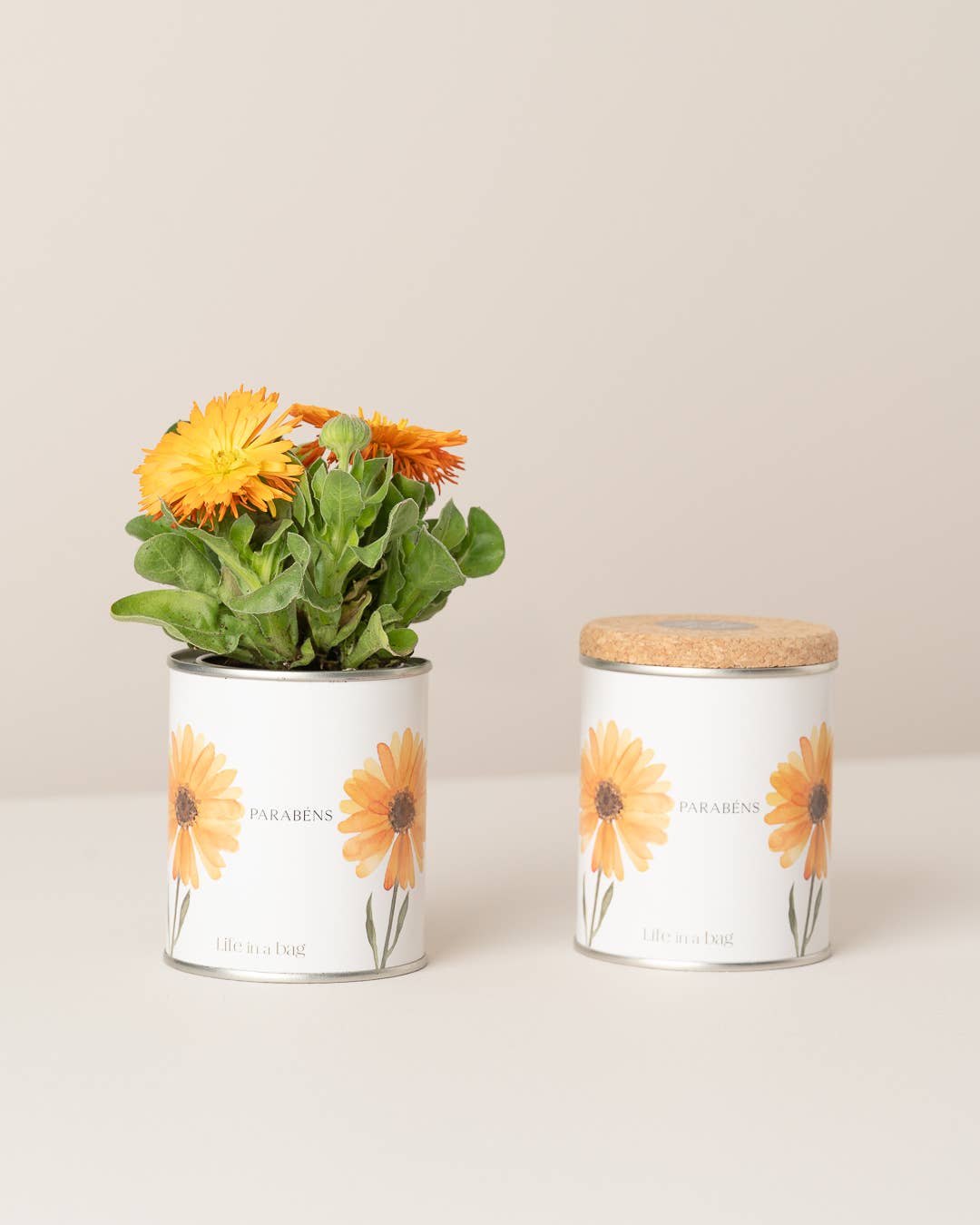 Jardin en boîte métallique « Félicitations » avec calendula en fleurs - Life in a Bag