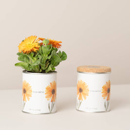 Jardin en boîte métallique « Félicitations » avec calendula en fleurs - Life in a Bag