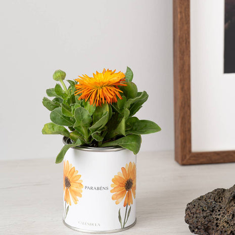 Boîte métallique « Félicitations » avec calendula en fleurs posée en décoration - Life in a Bag