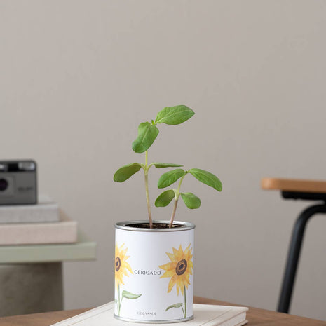 Jardin en boîte métallique « Merci » avec tournesol en pot sur un bureau - Life in a Bag