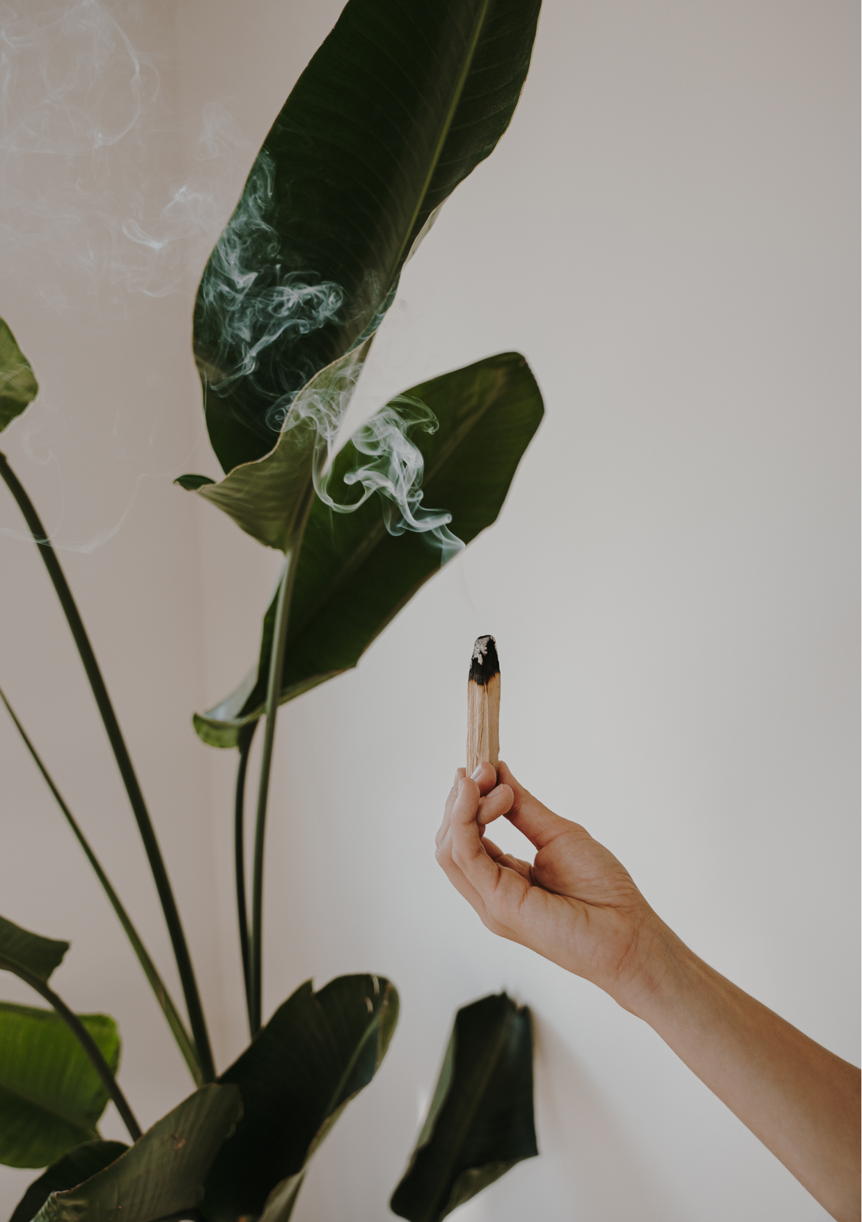 palo santo purification maison